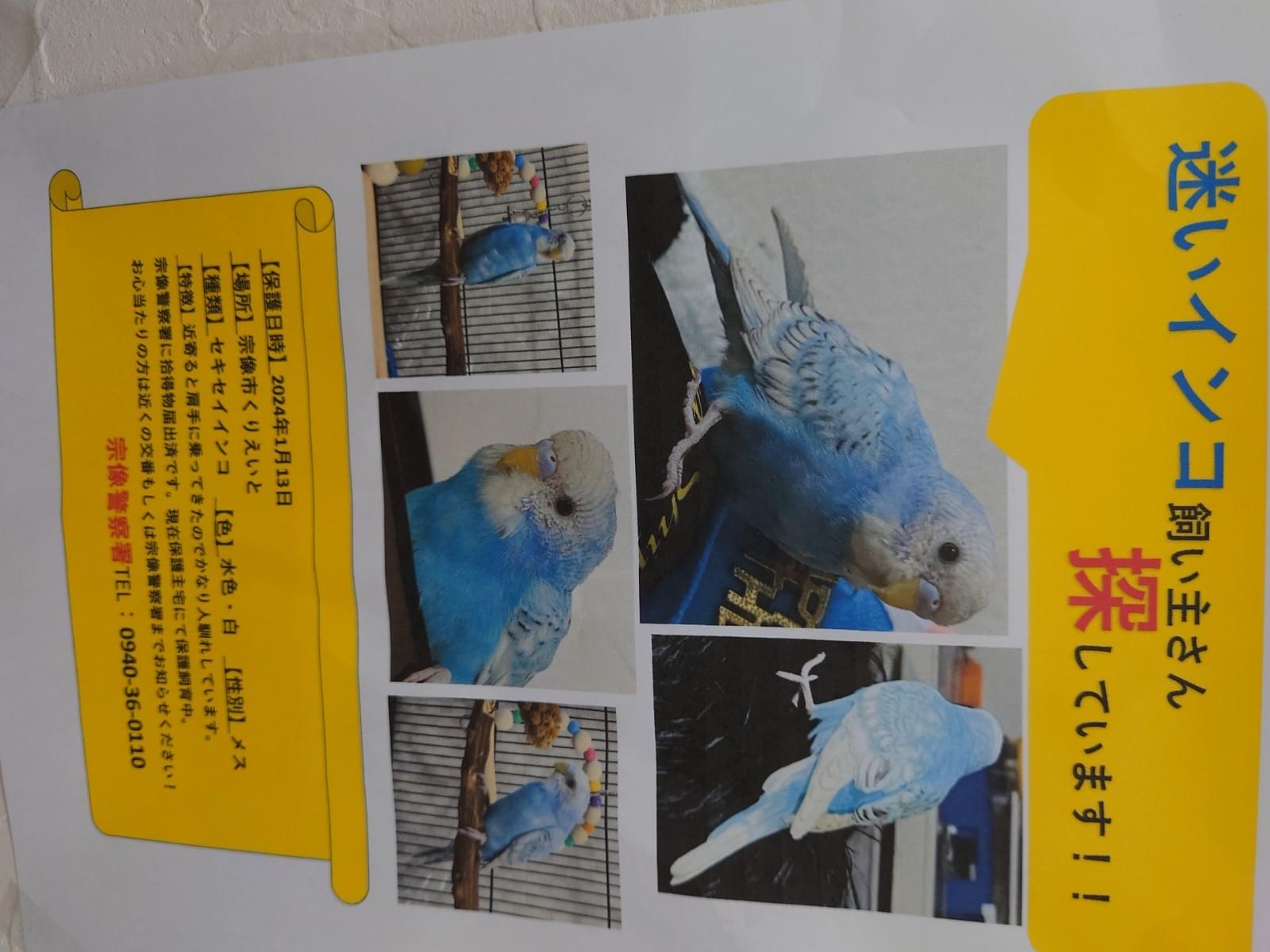 目撃された鳥 目撃された鳥