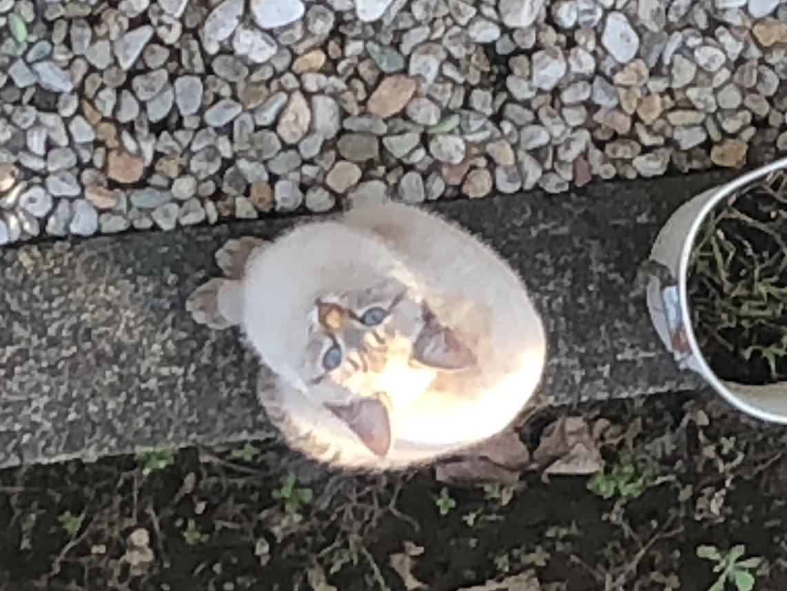 目撃された猫 目撃された猫