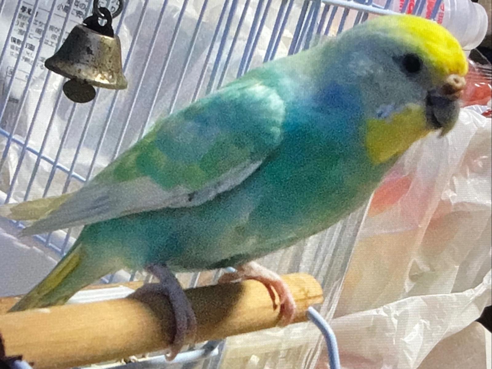 おとちゃん おとちゃん