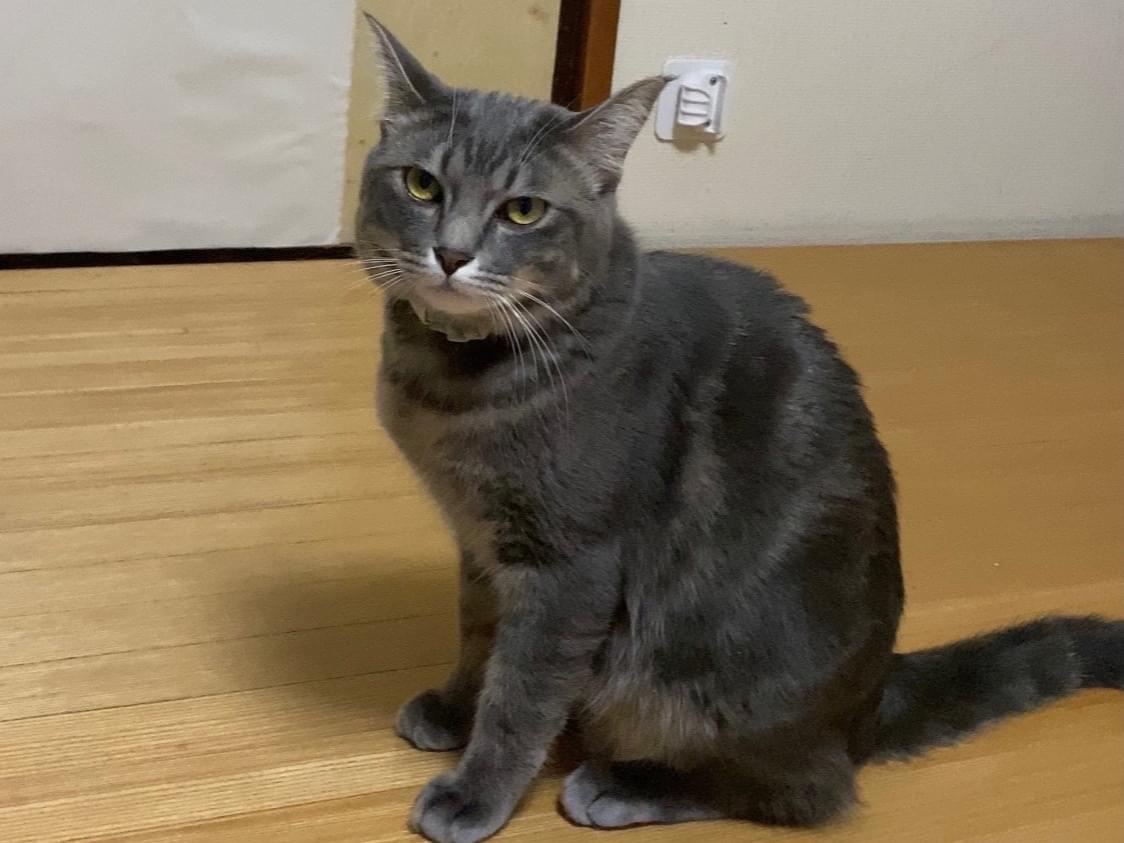 あずきちゃん