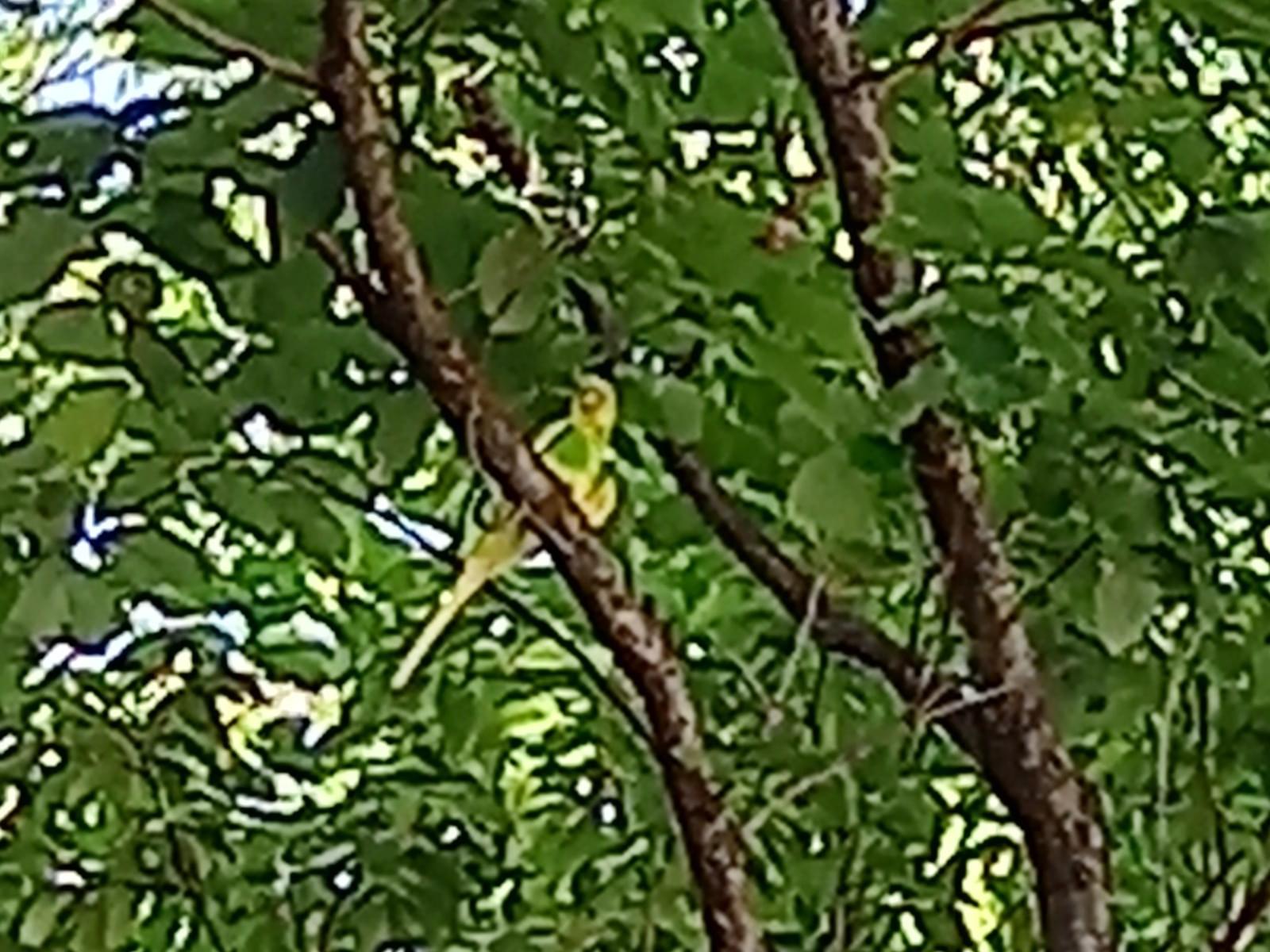 目撃された鳥 目撃された鳥