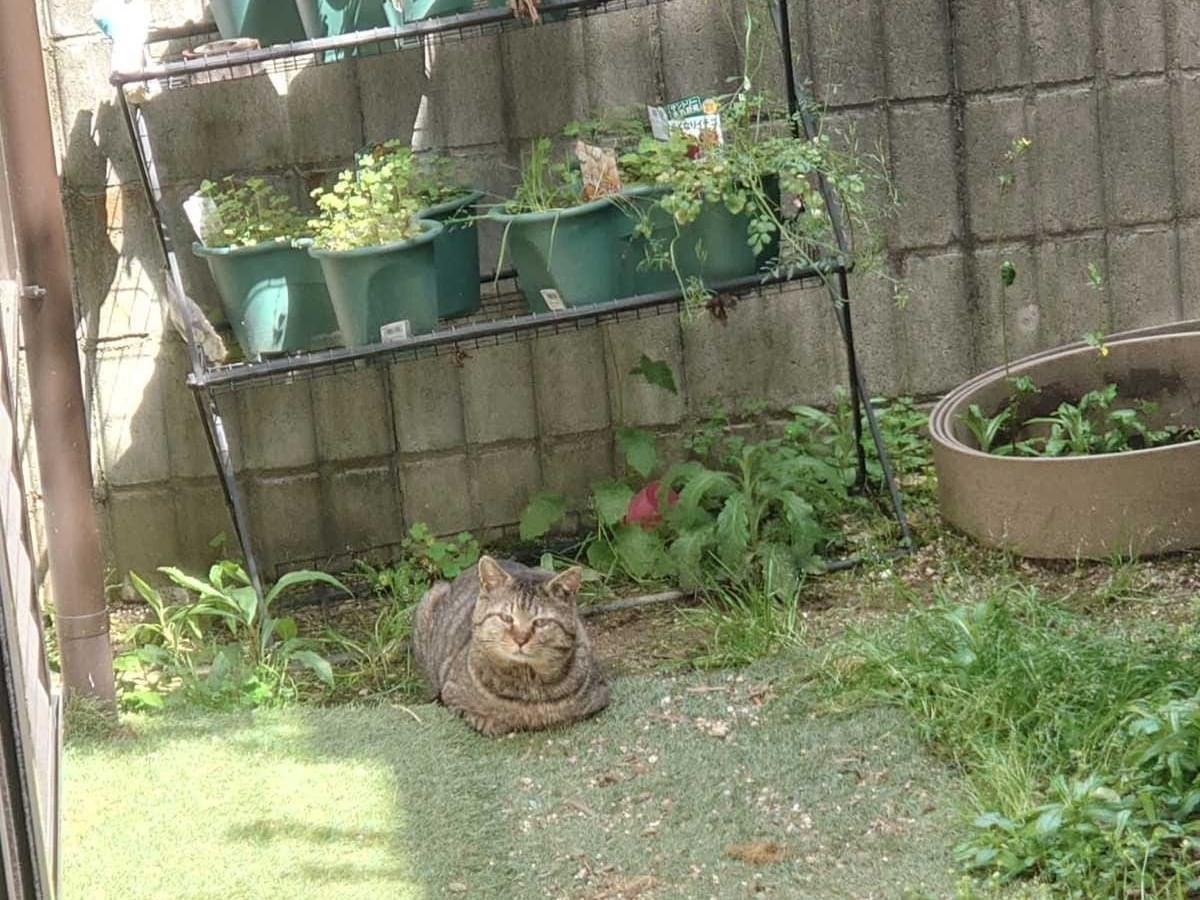 目撃された猫 目撃された猫