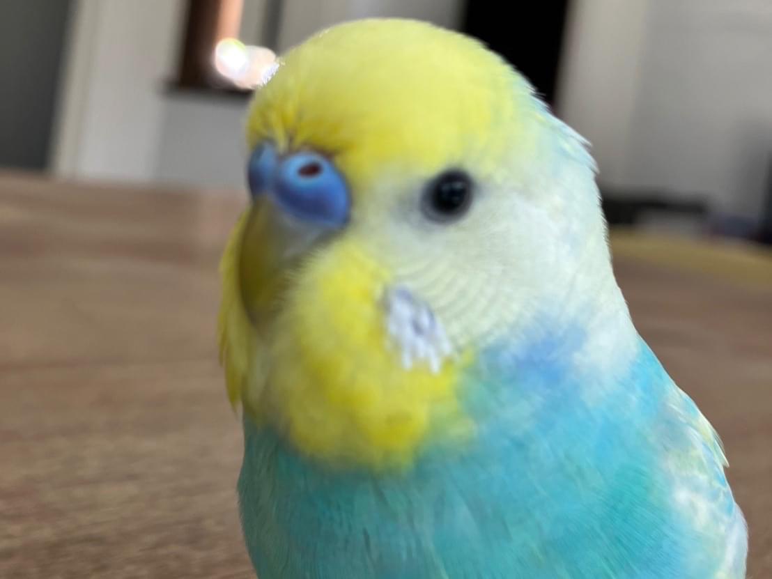 ラムネちゃん ラムネちゃん