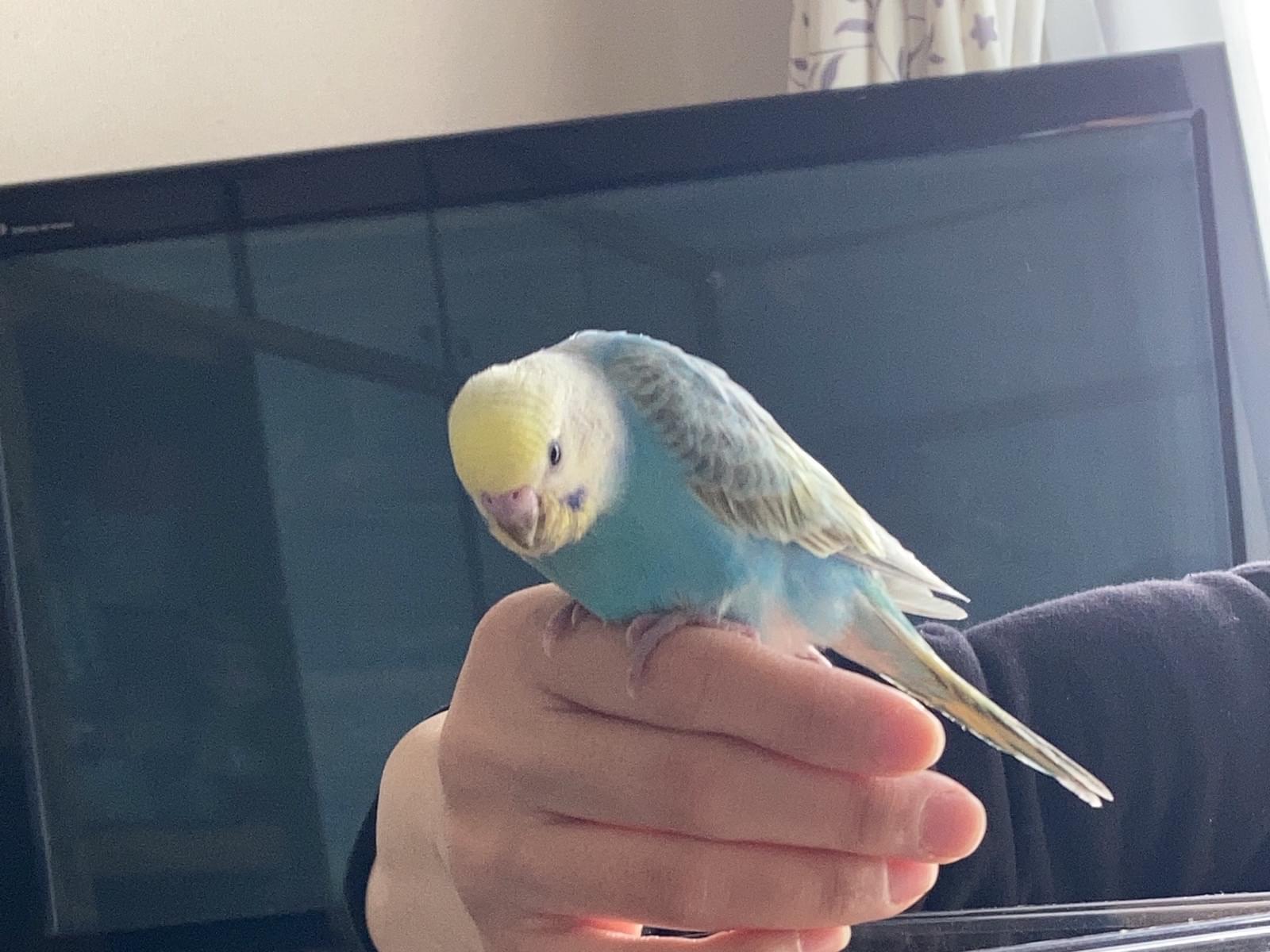 ぴっぴちゃん ぴっぴちゃん