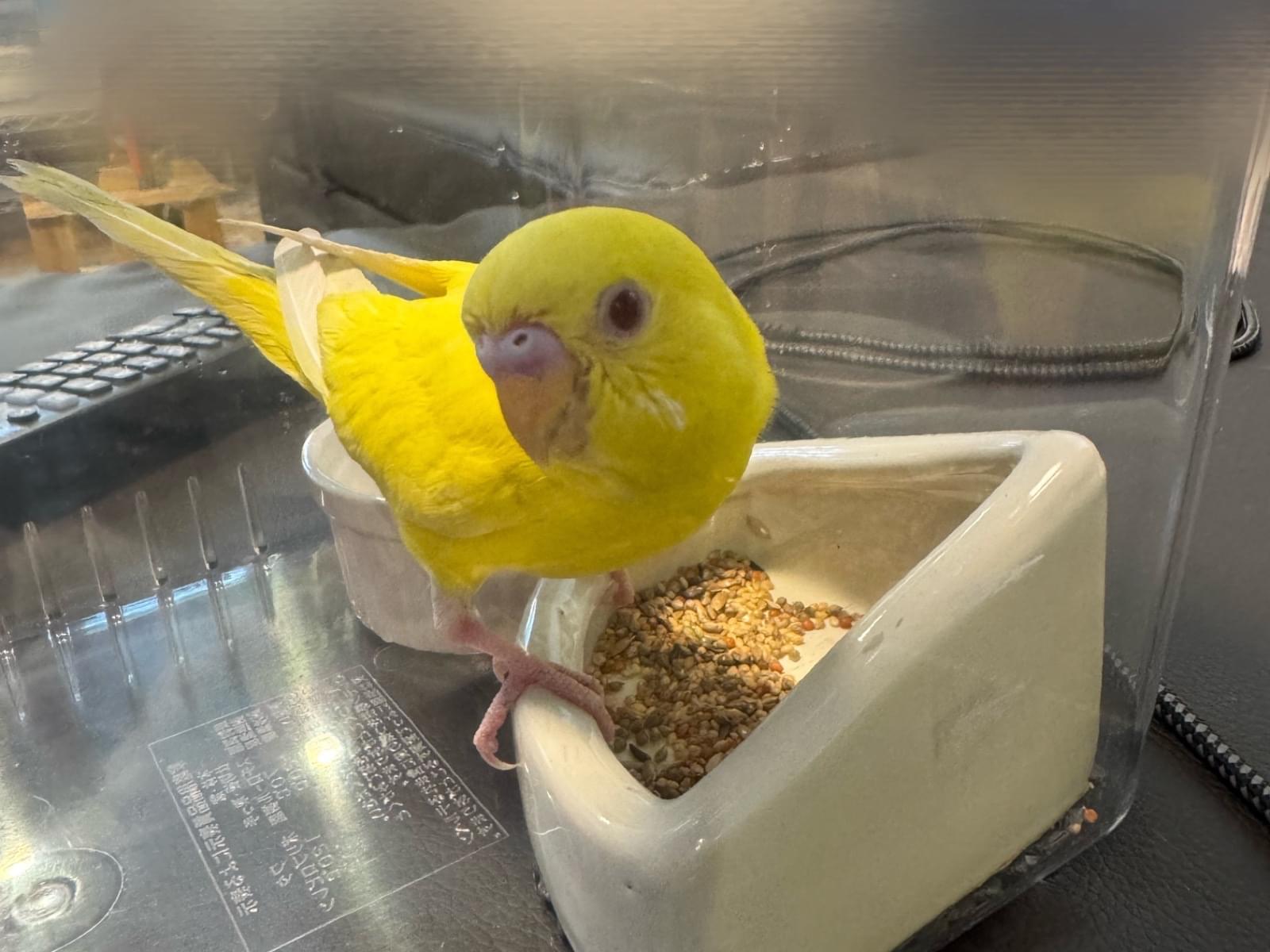 保護された鳥 保護された鳥