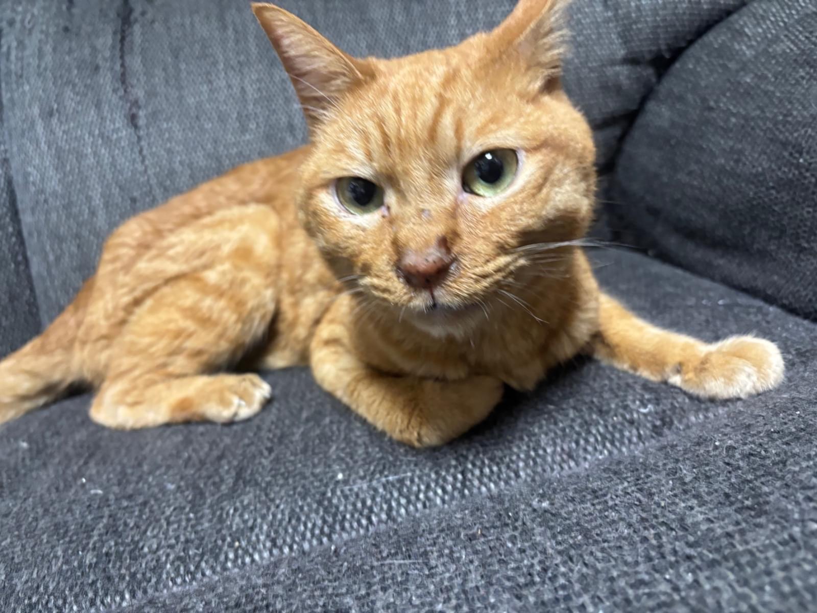 保護された猫