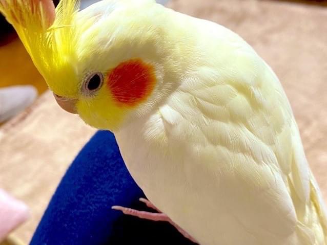 ロッちゃん ロッちゃん
