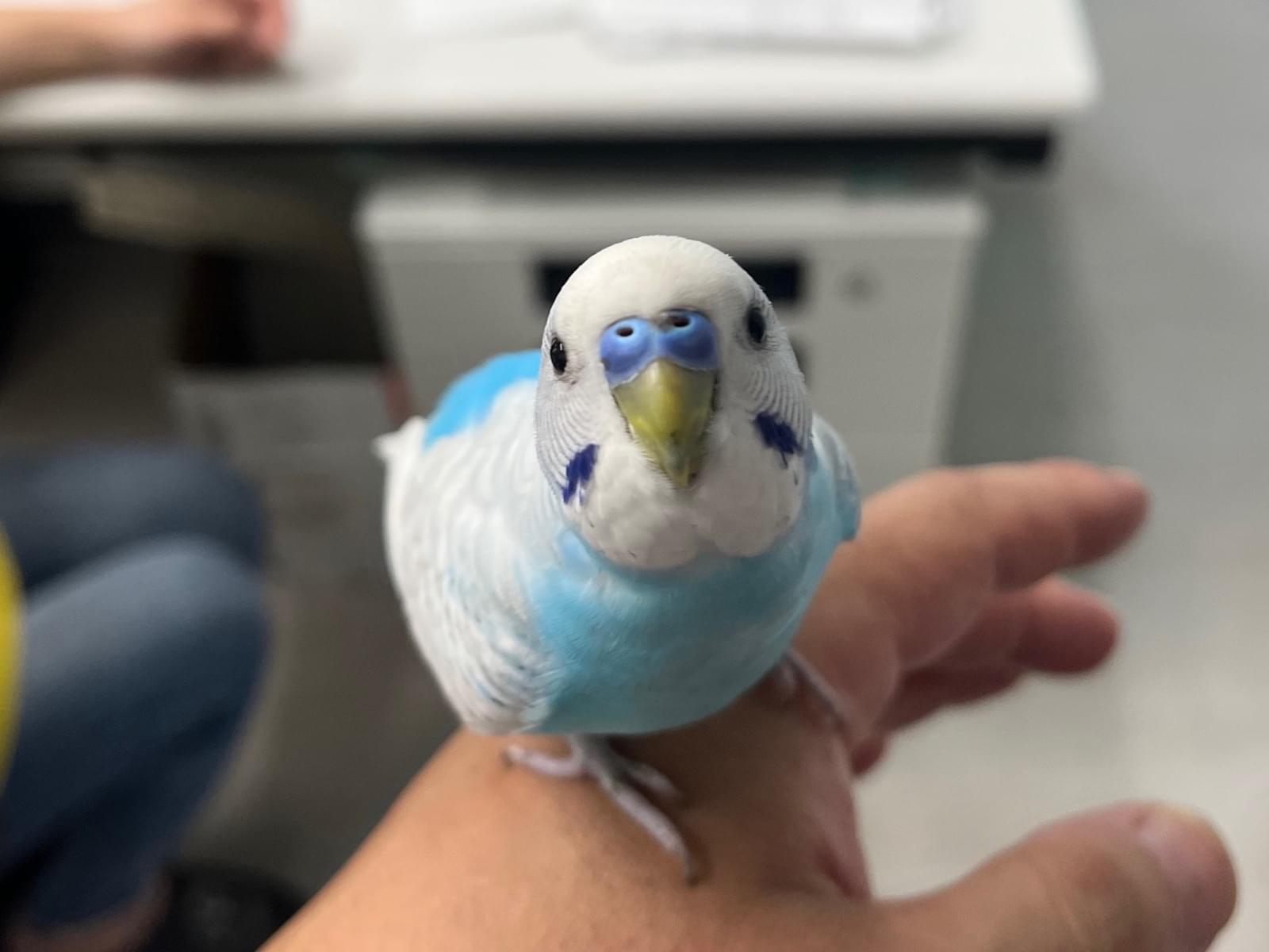 保護された鳥 保護された鳥