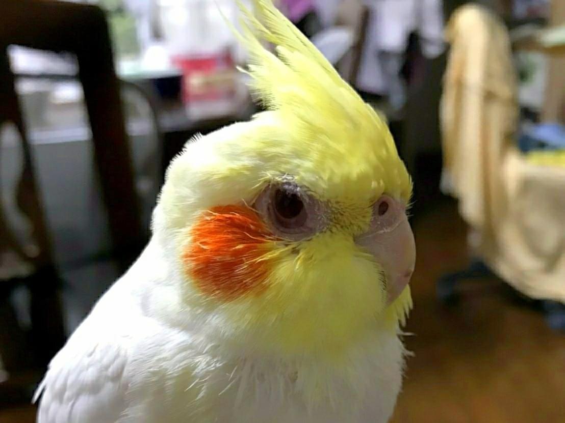 るるちゃん るるちゃん