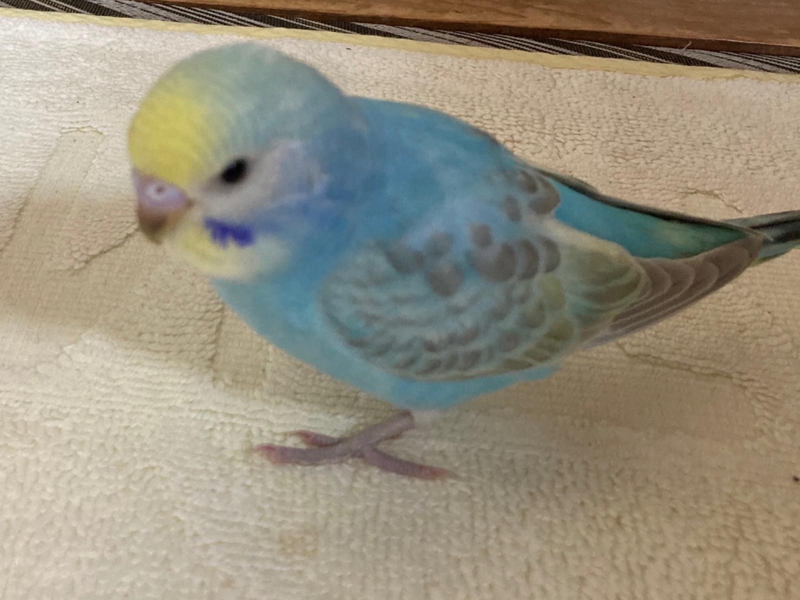 チロちゃん チロちゃん
