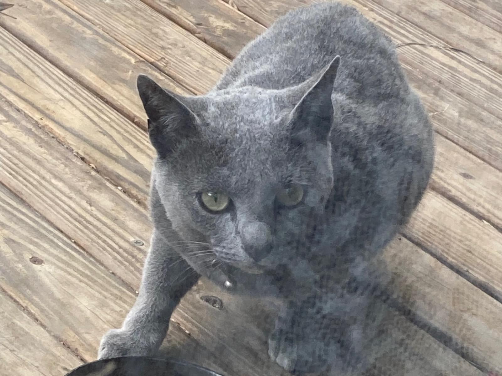 保護された猫 保護された猫