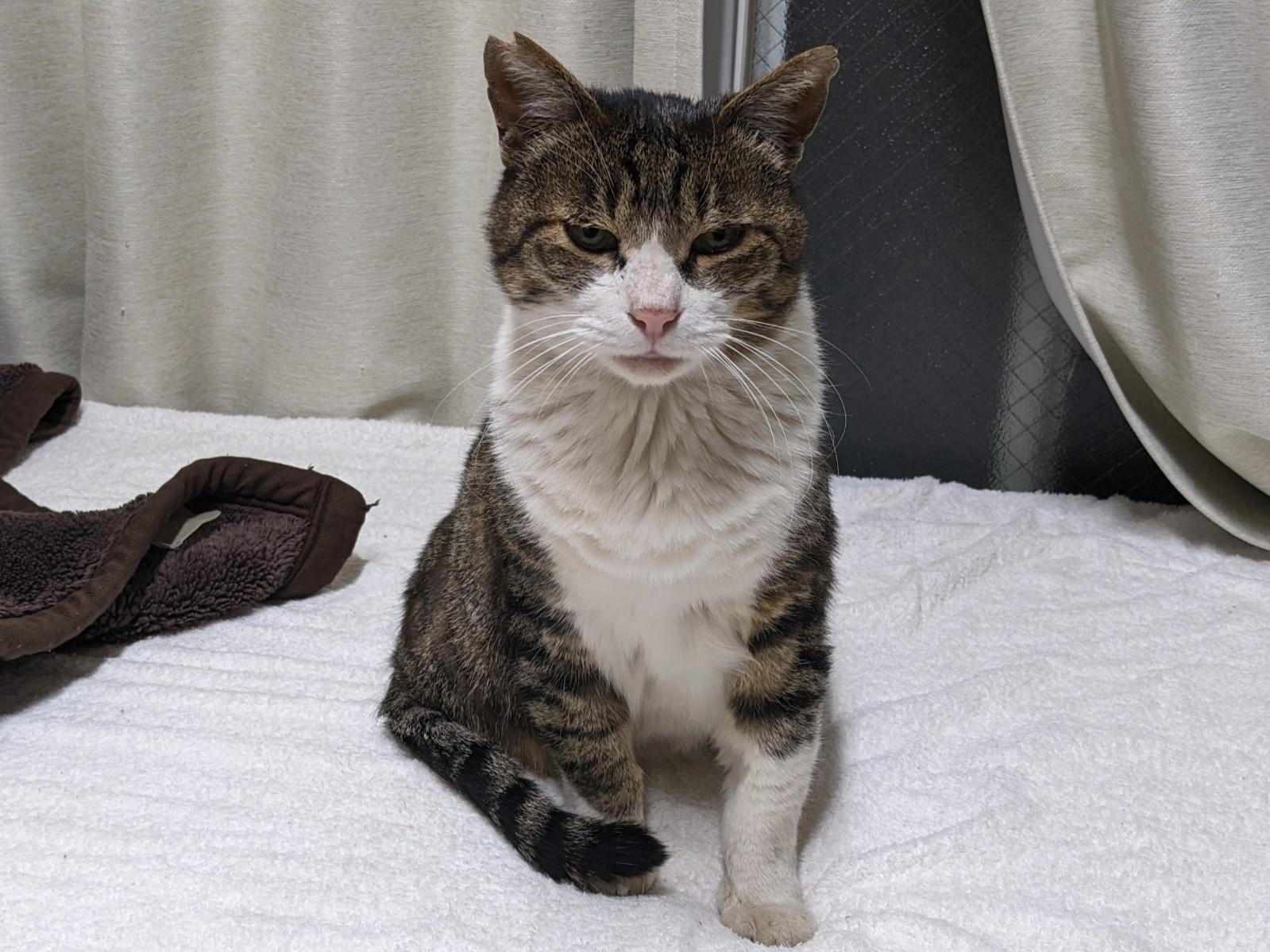 にゃんたちゃん