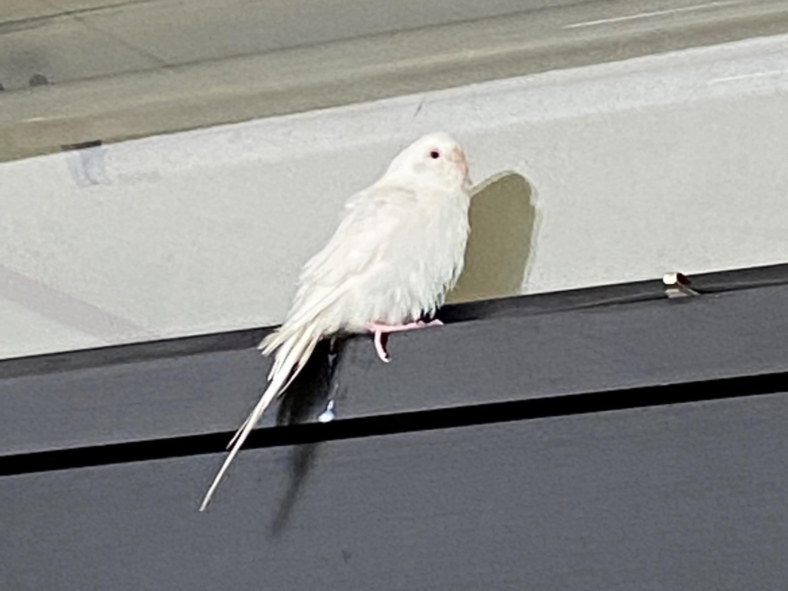 目撃された鳥 目撃された鳥