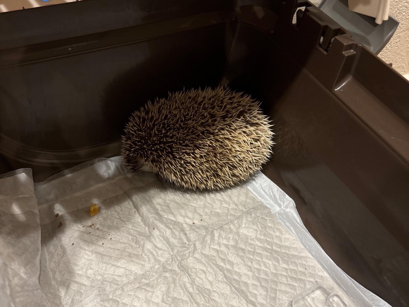 保護されたペット 保護されたペット