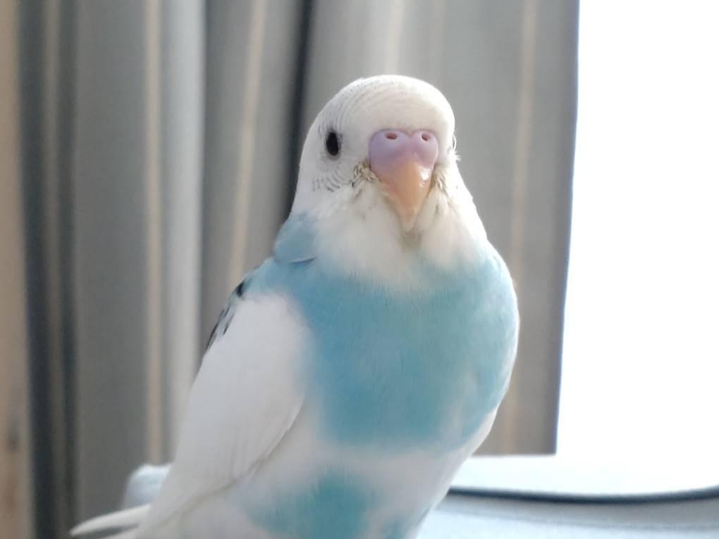 シエルちゃん シエルちゃん