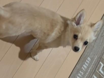 らてちゃん らてちゃん