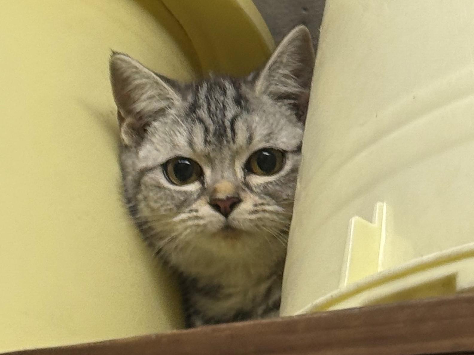 保護された猫 保護された猫