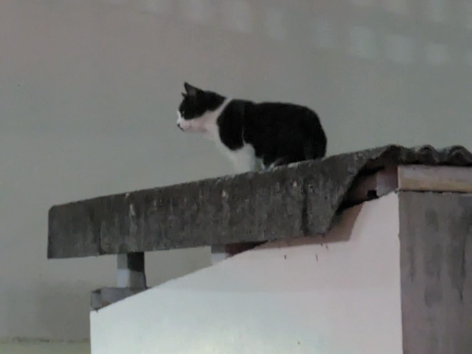 目撃された猫 目撃された猫