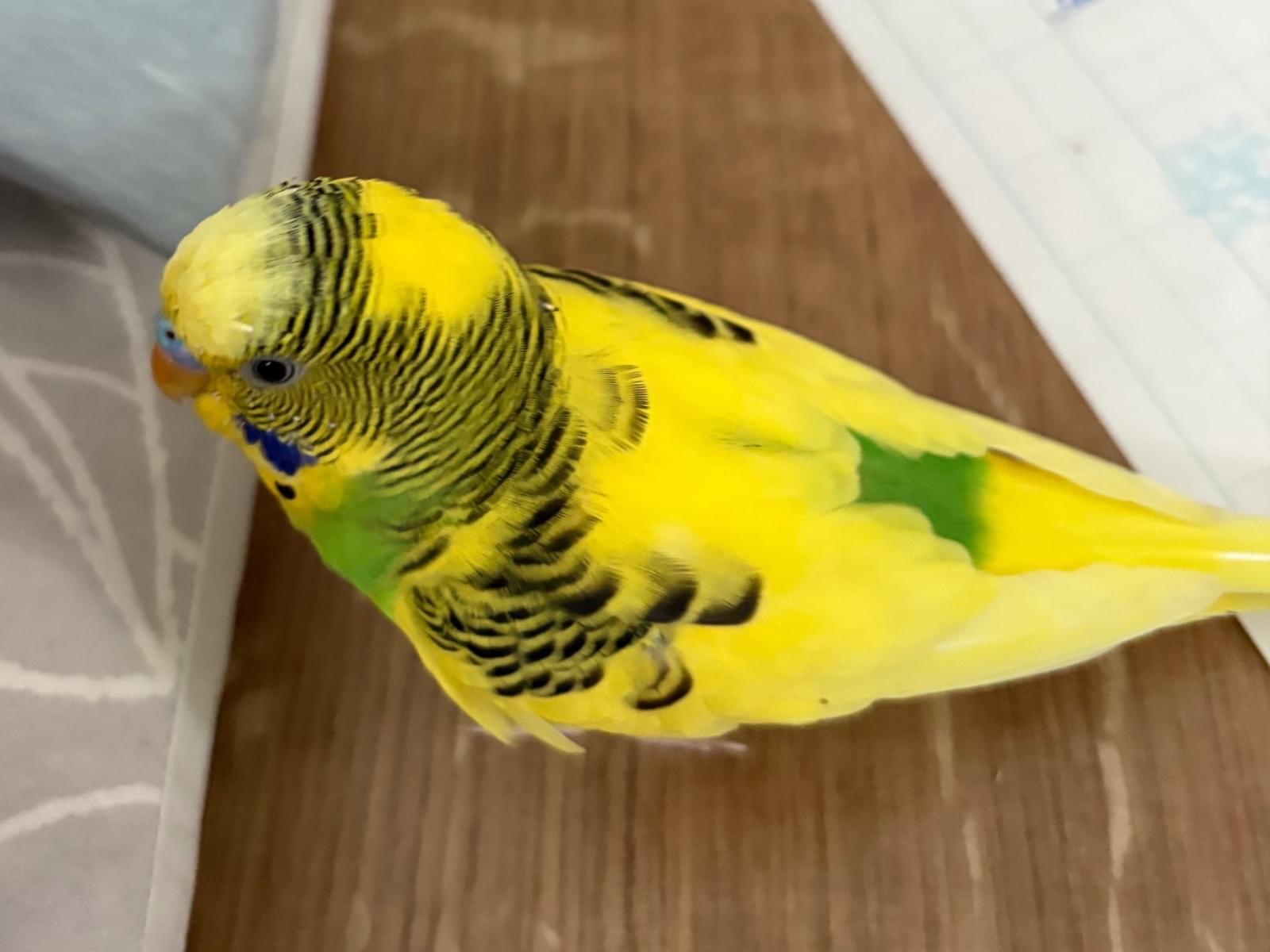 まっちゃちゃん まっちゃちゃん