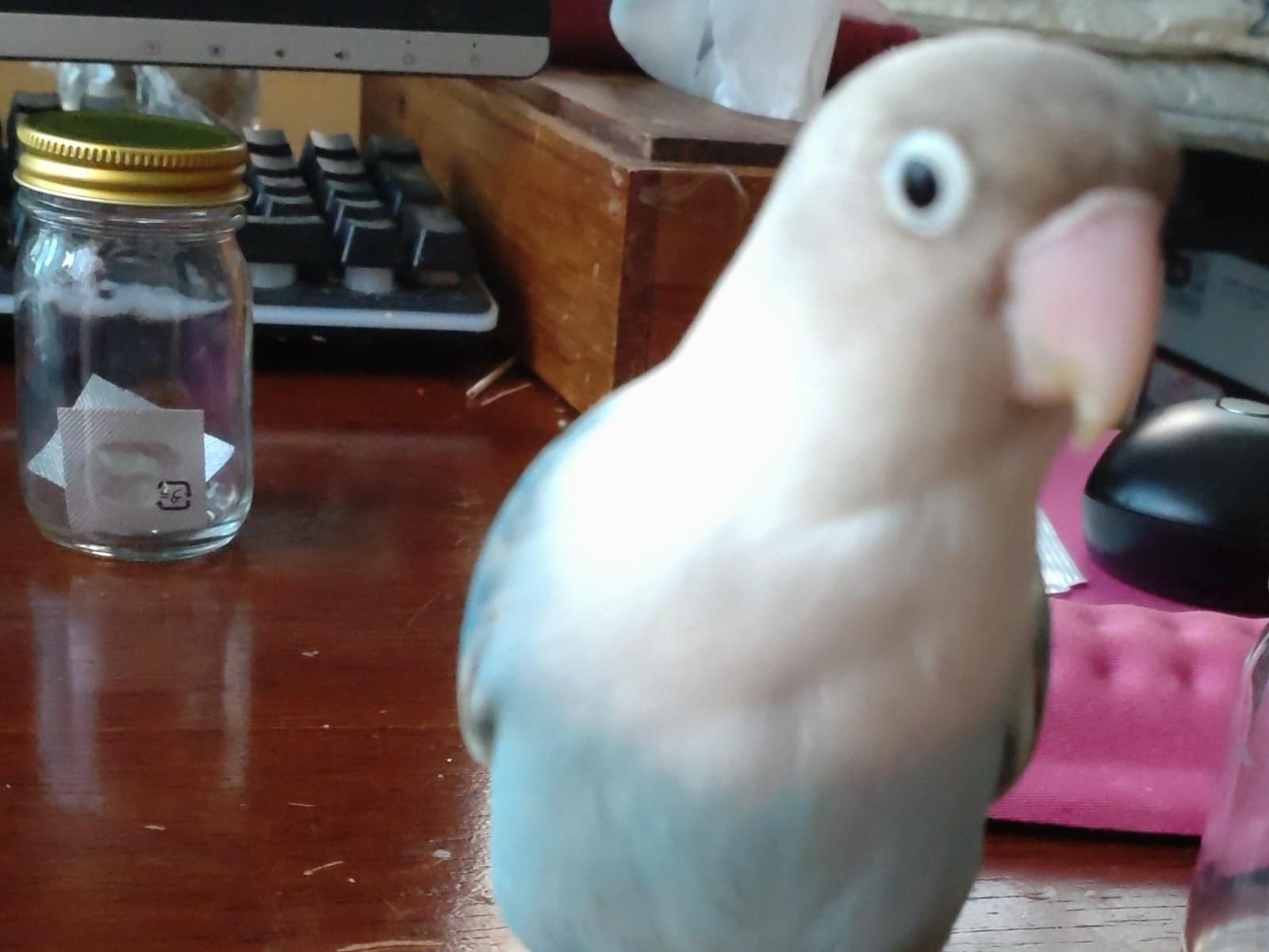 あやめちゃん あやめちゃん