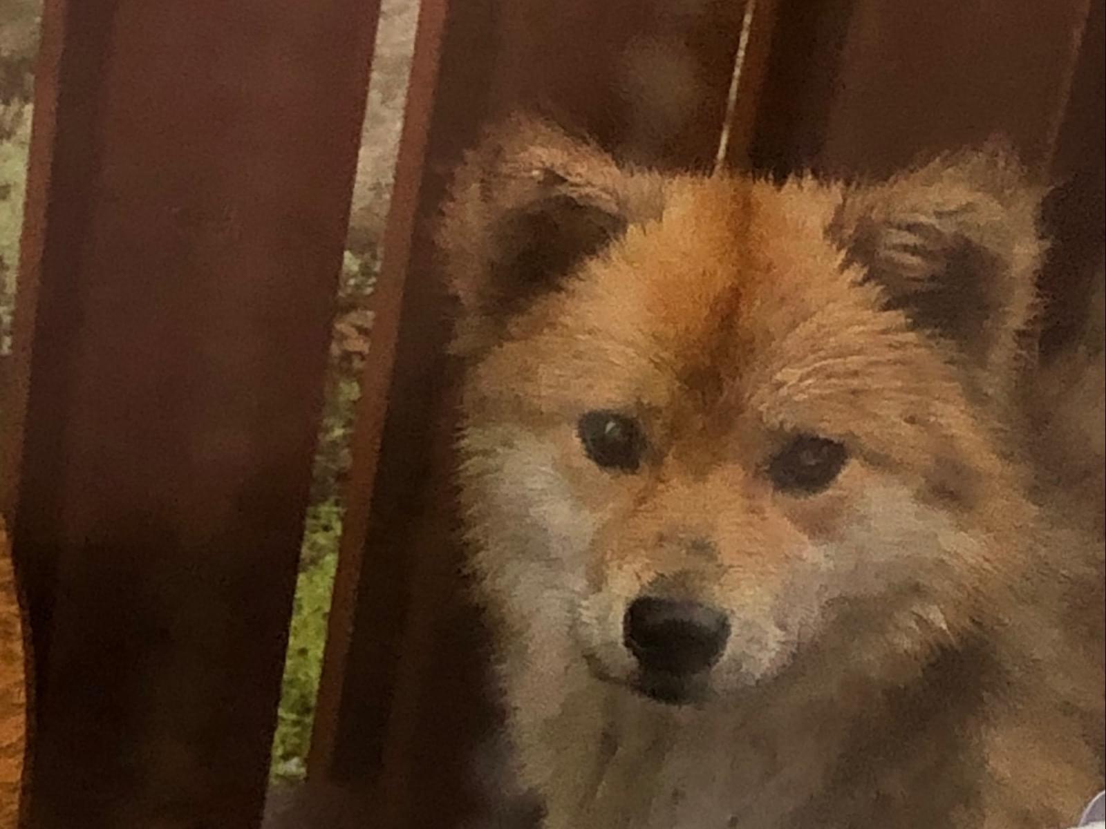 目撃された犬 目撃された犬