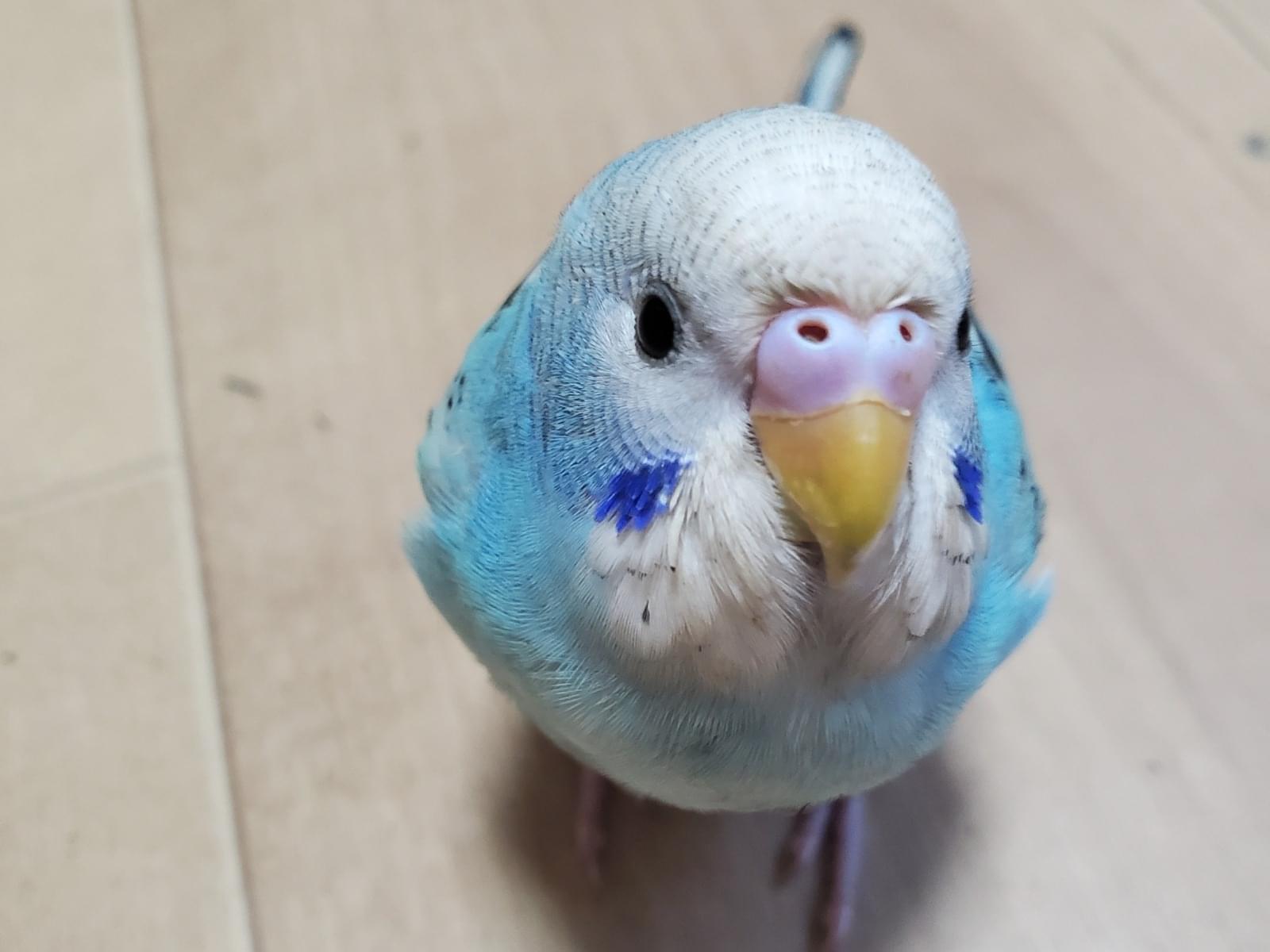 ペタちゃん ペタちゃん