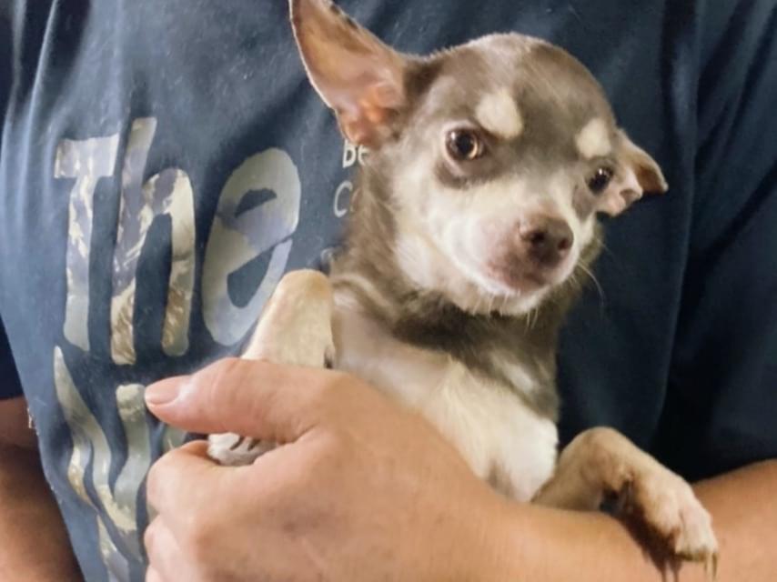 保護された犬 保護された犬