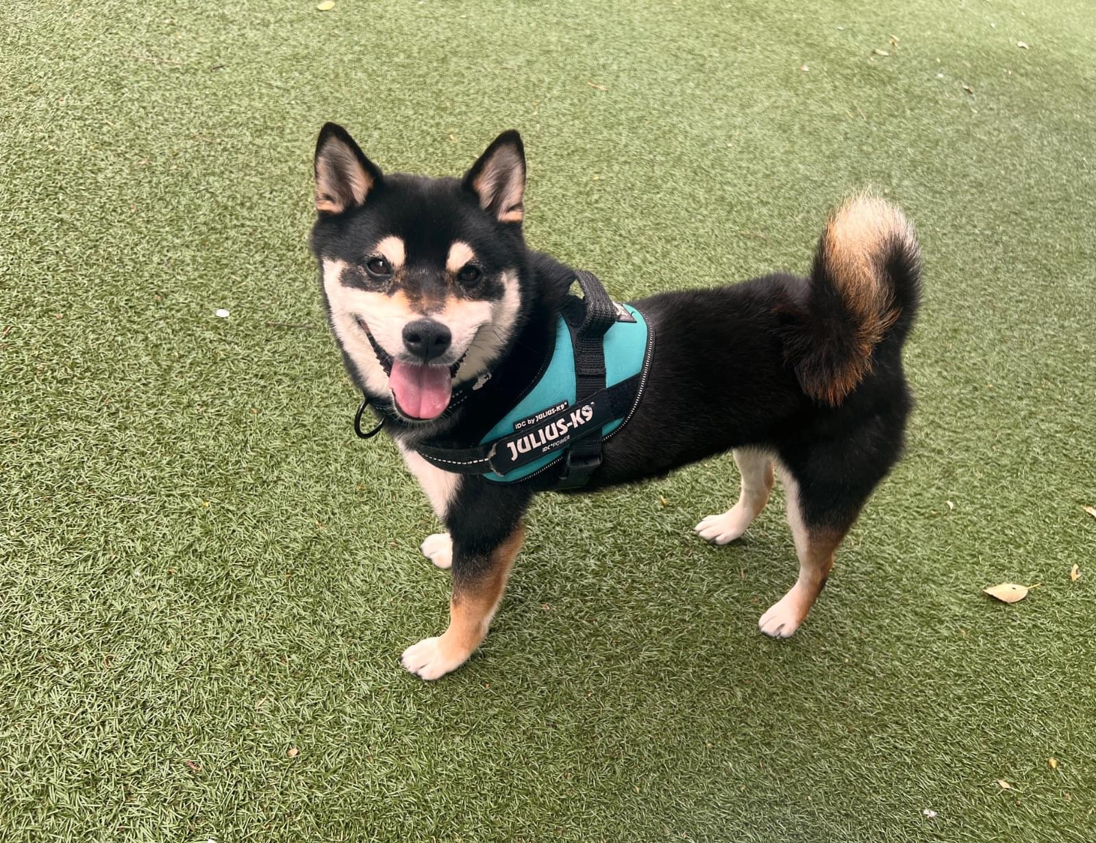 黒柴オス子犬】ID4488の詳細情報と購入ガイド｜価格・血統・保証