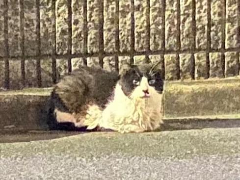 目撃された猫 目撃された猫
