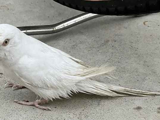 保護された鳥 保護された鳥