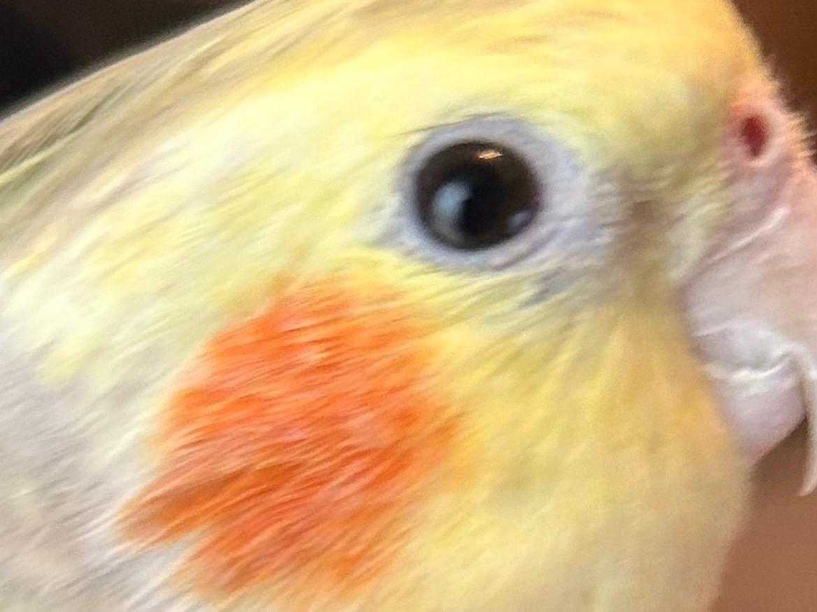 ぴっぴちゃん ぴっぴちゃん