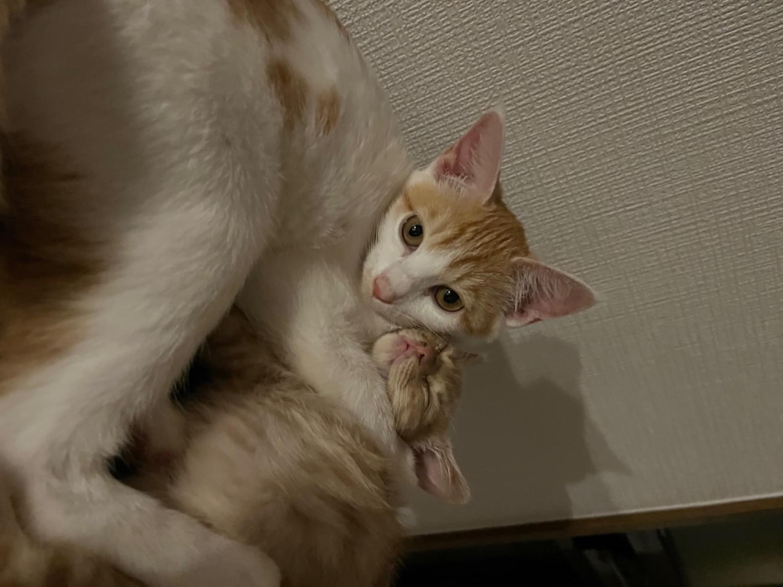 2号ちゃん 2号ちゃん