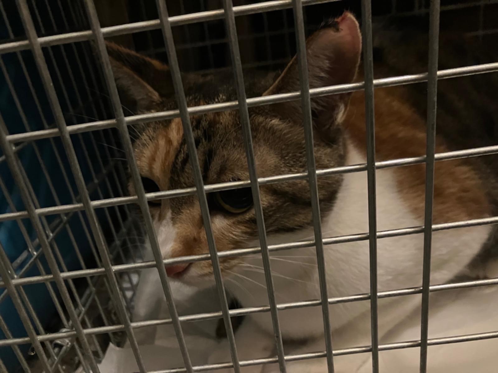 保護された猫 保護された猫