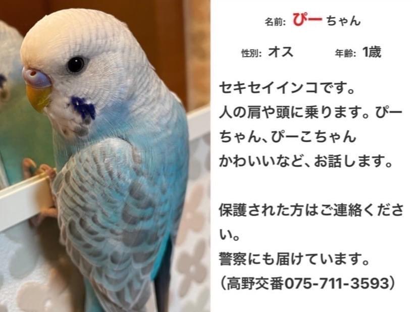 ぴーちゃん ぴーちゃん