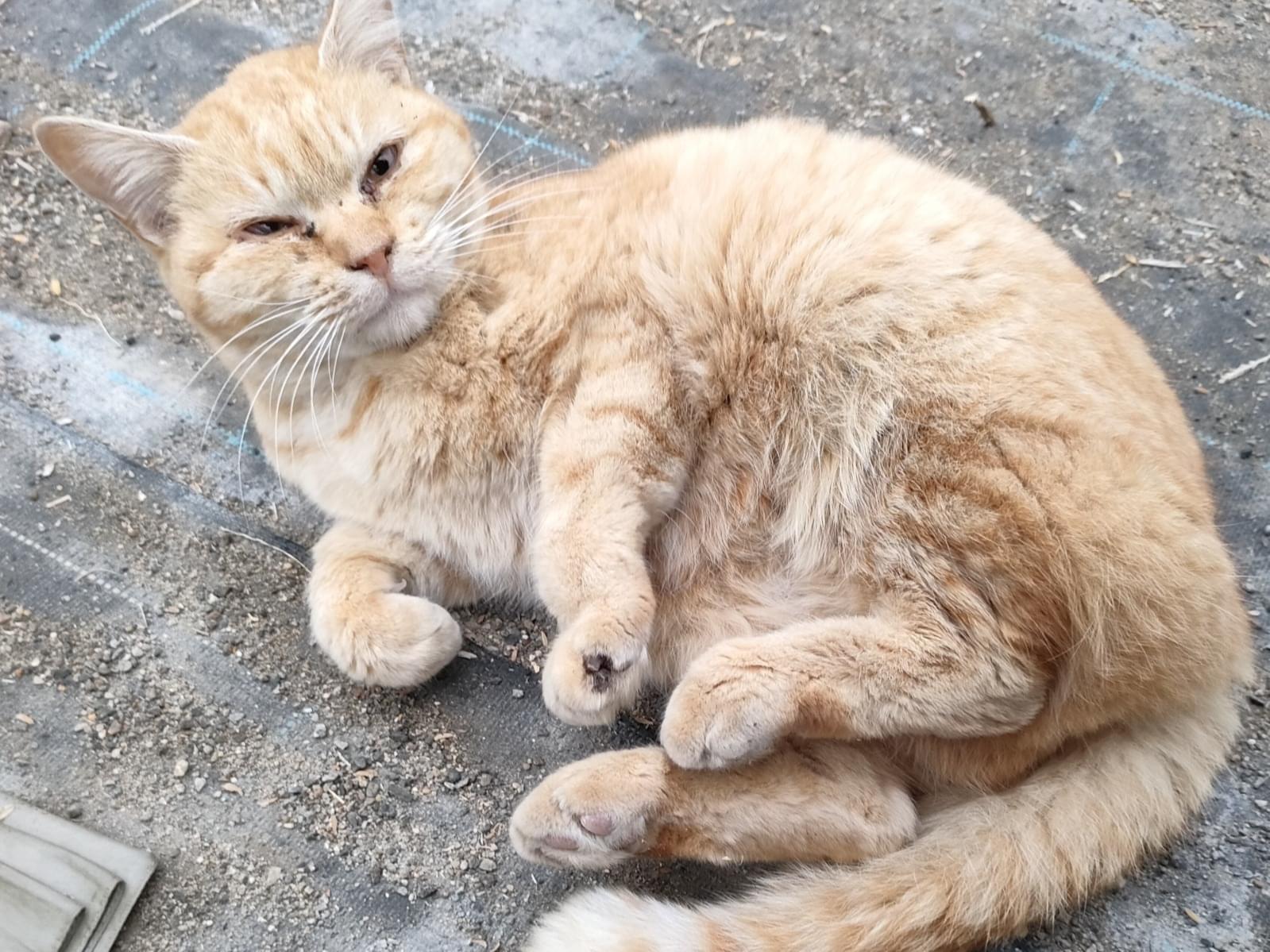 保護された猫 保護された猫