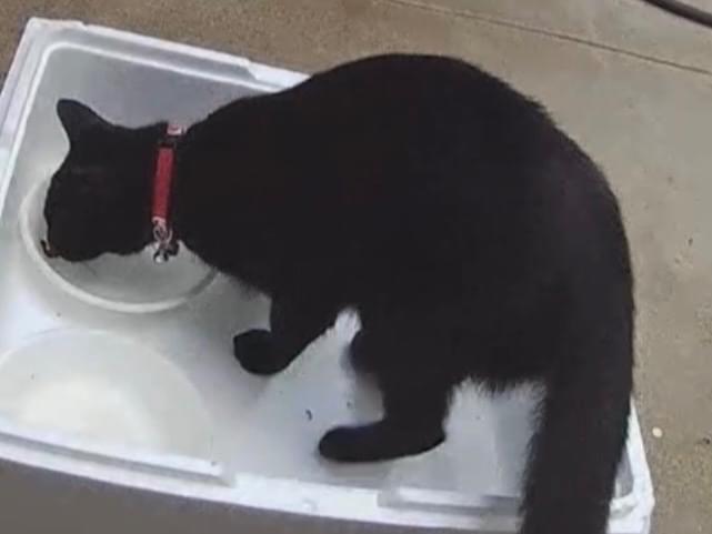 目撃された猫