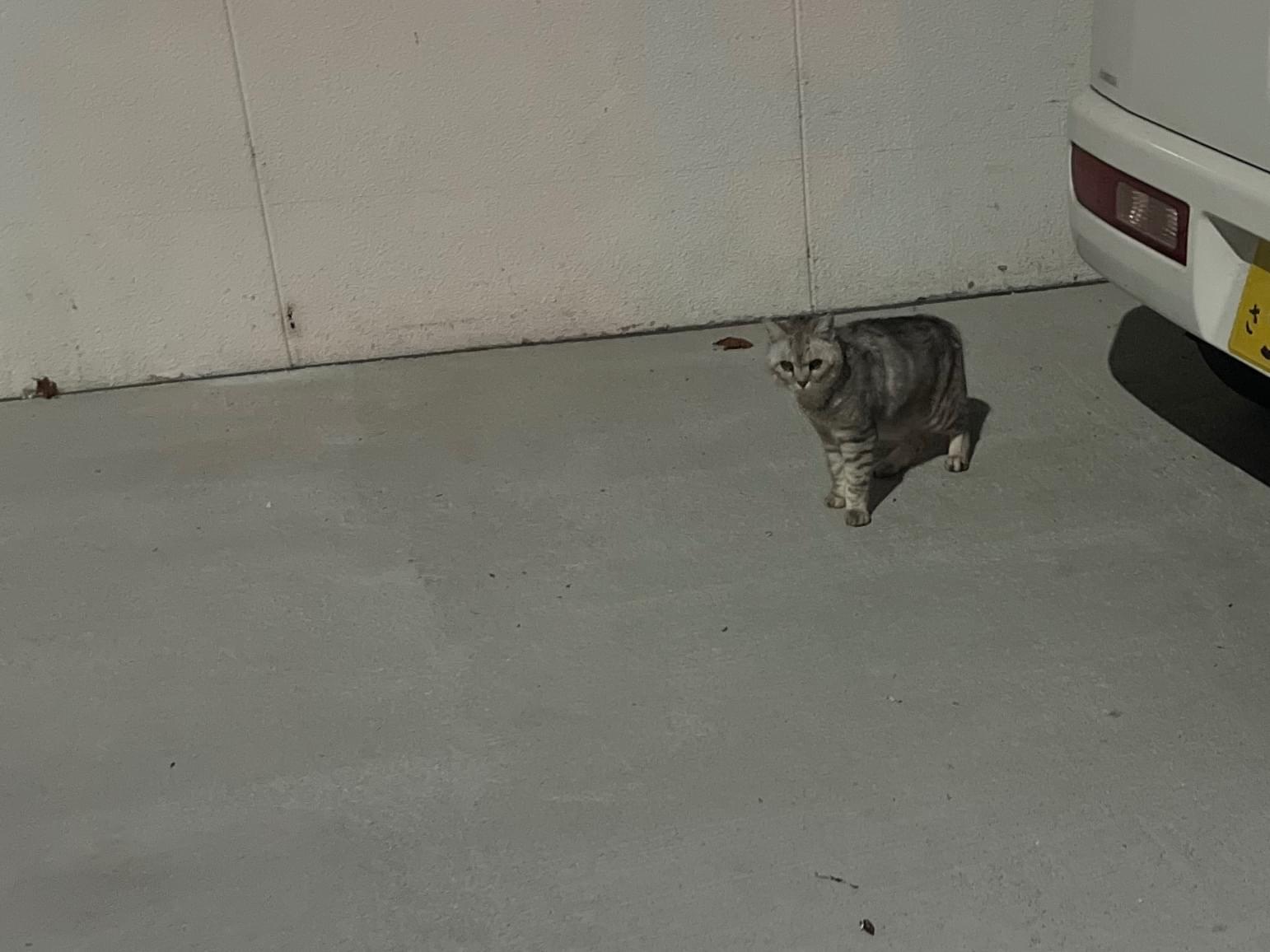 目撃された猫