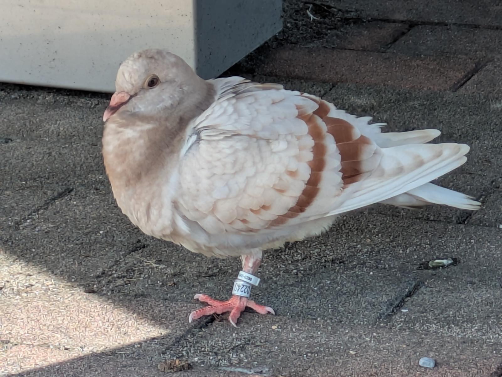 目撃された鳥 目撃された鳥