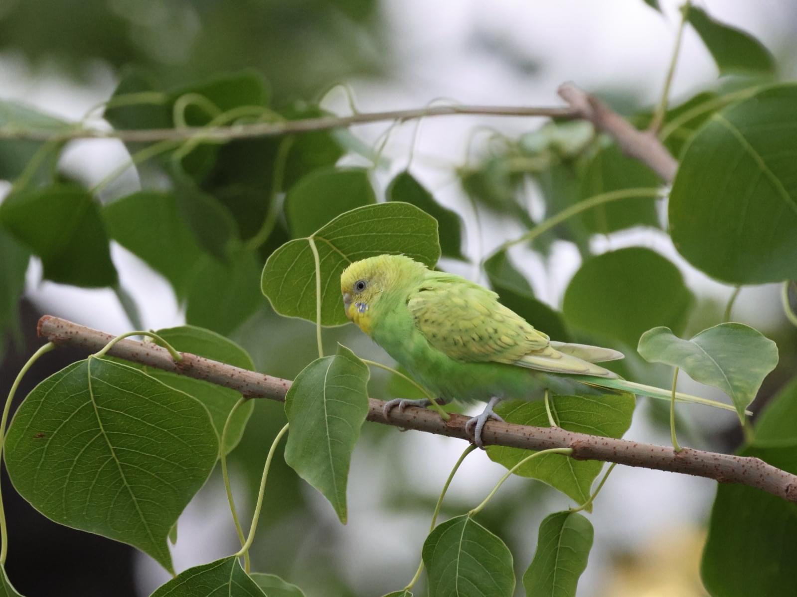 目撃された鳥 目撃された鳥
