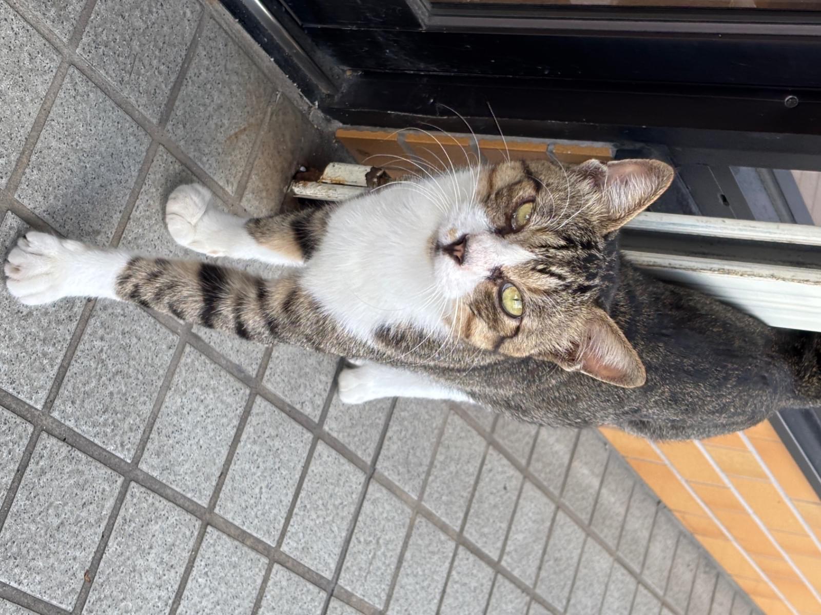 保護された猫 保護された猫