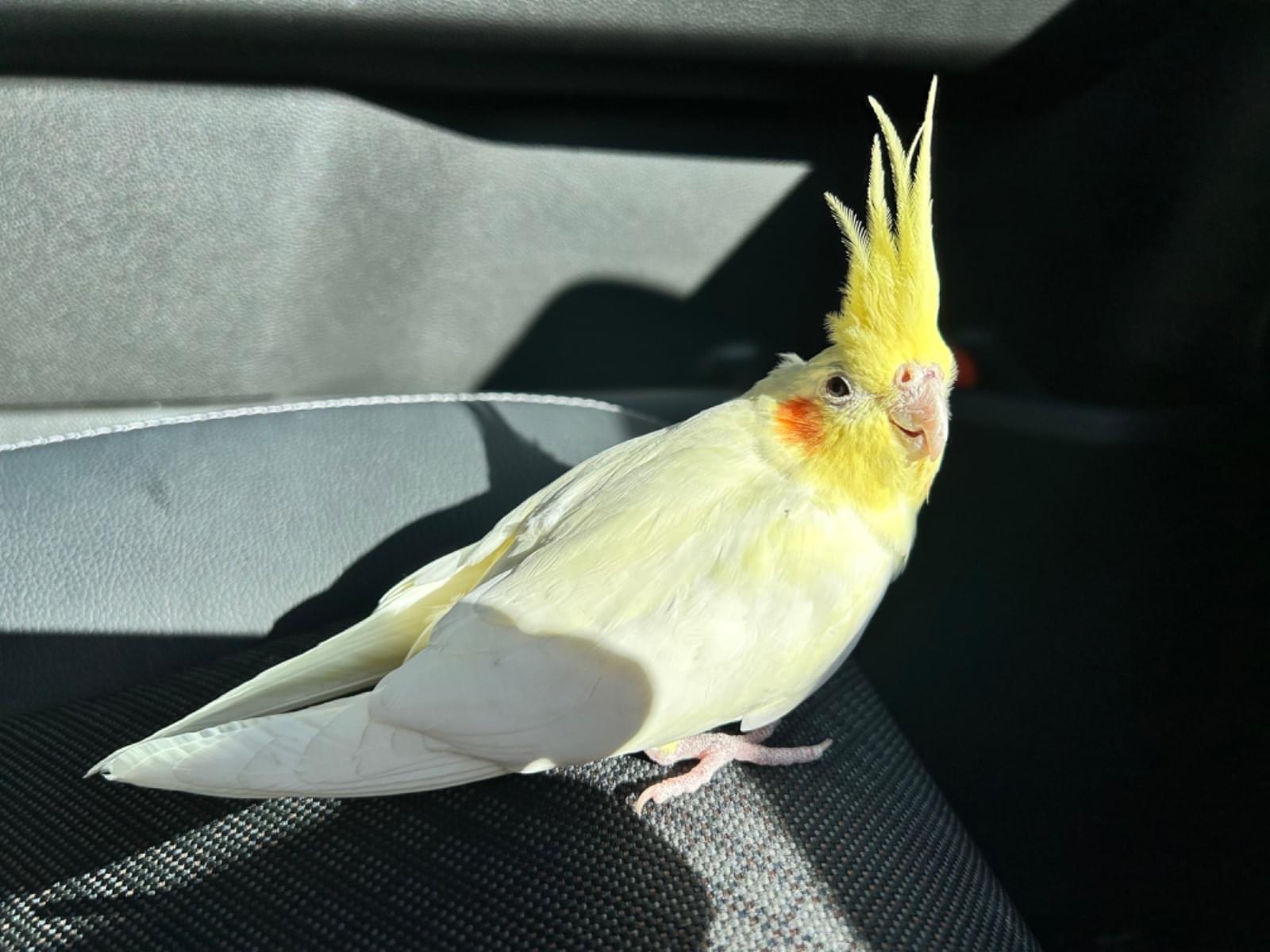 保護された鳥 保護された鳥