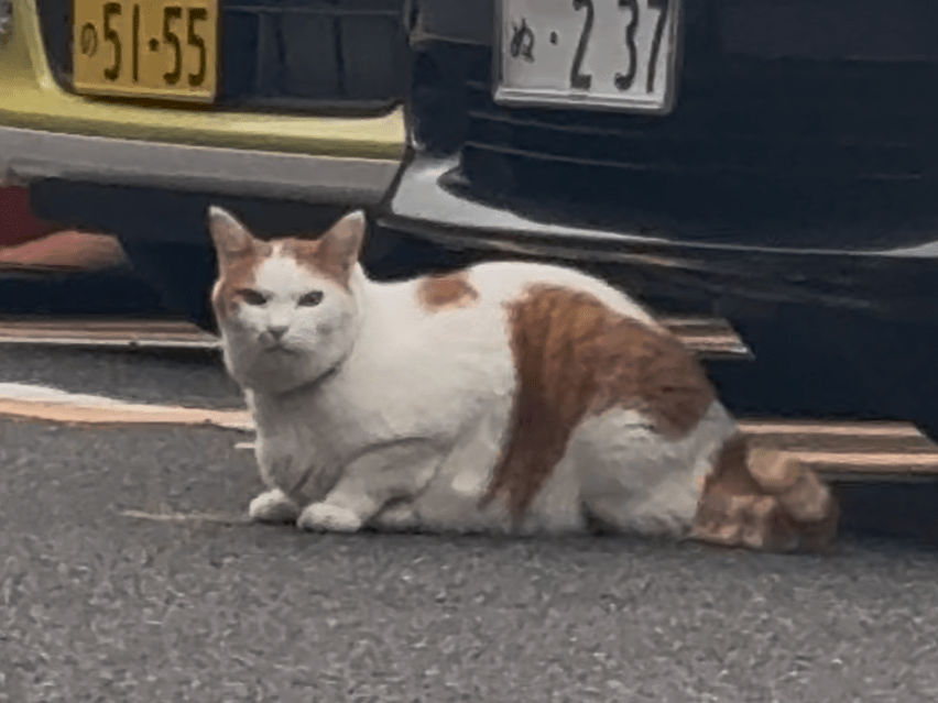目撃された猫 目撃された猫