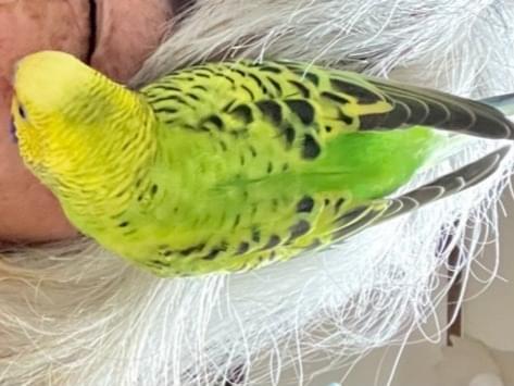 インコちゃん インコちゃん