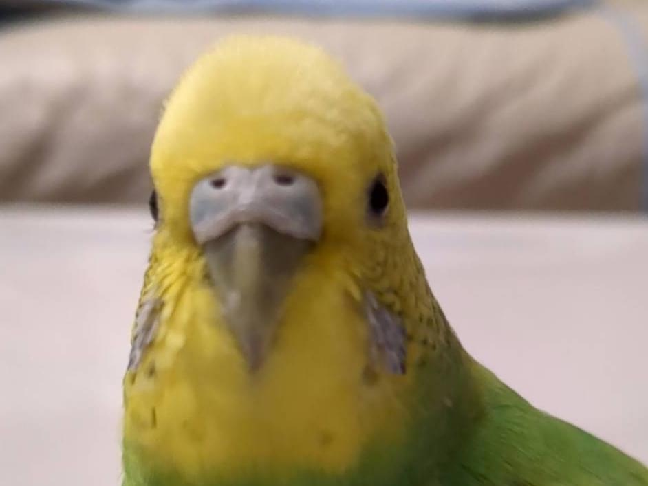 ポテちゃん ポテちゃん