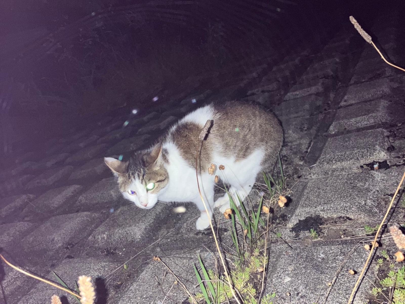 目撃された猫 目撃された猫