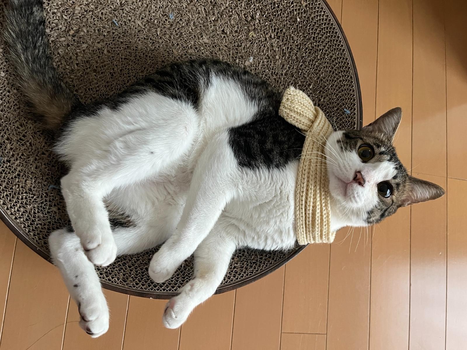 きなこちゃん きなこちゃん