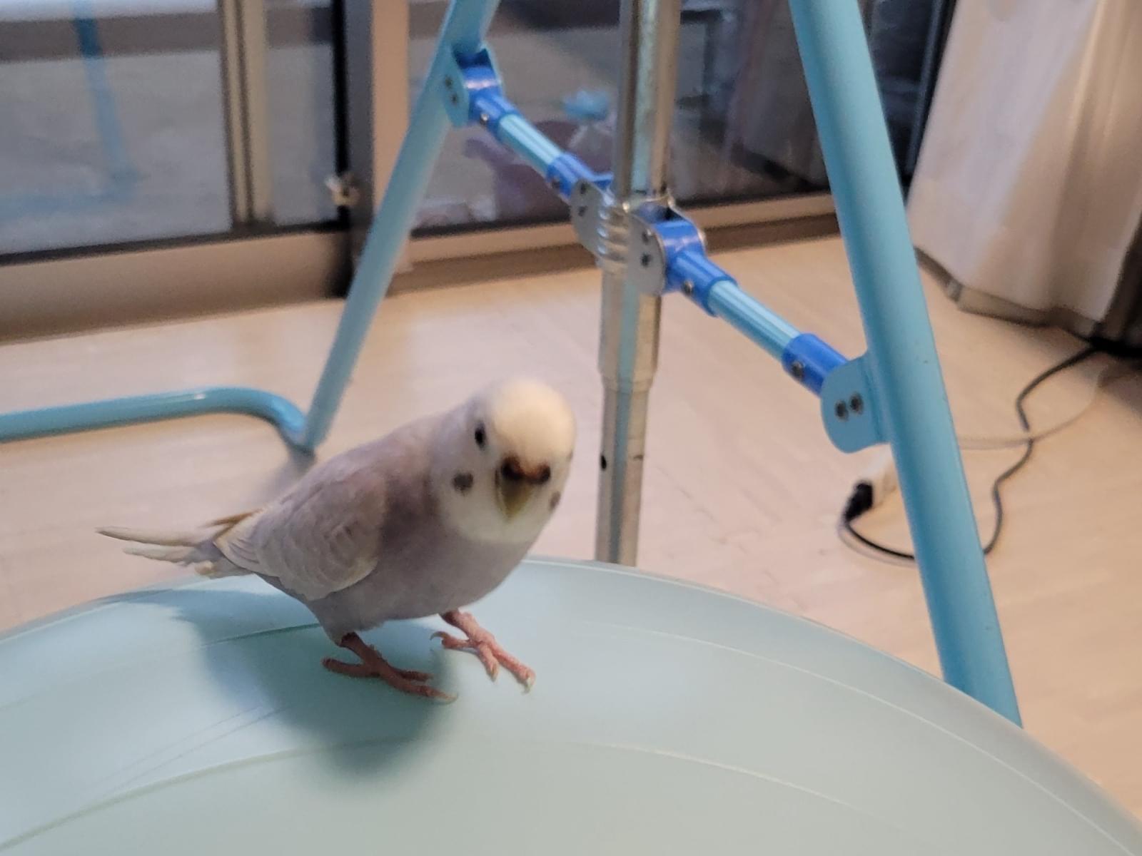 もっちゃん もっちゃん