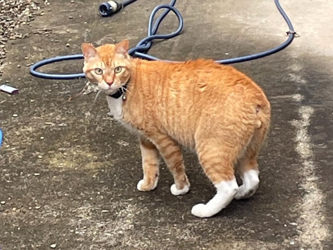 目撃された猫 目撃された猫