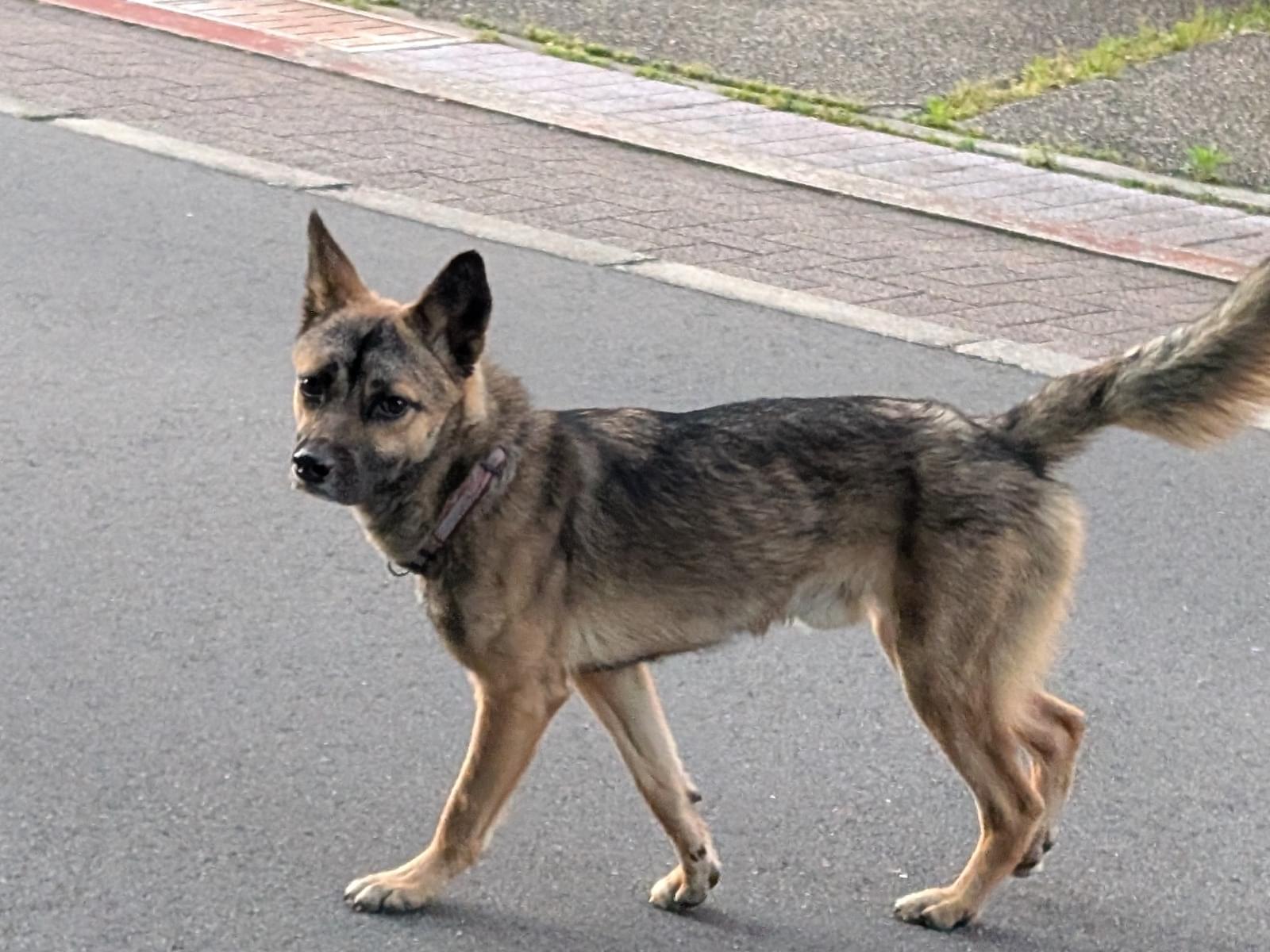 目撃された犬
