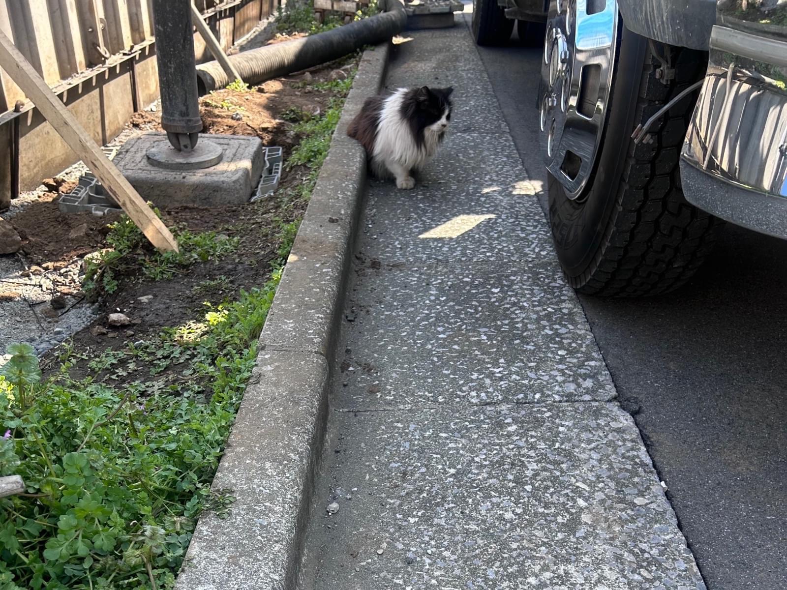 目撃された猫 目撃された猫
